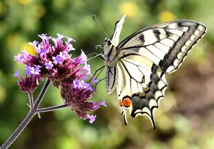Grenzüberschreitende Fotorallye