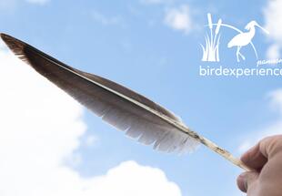 Gerupft - Federn machen Vögel