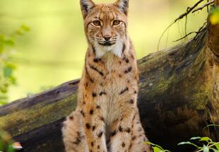 Vortrag: Spurensuche mit der Kamera – Luchs im Porträt