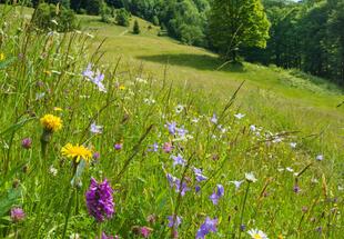Wiesenträume im Waldmeer