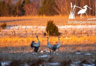 Mythos, Legenden, & Aberglaube - was Vögel damit zu tun haben