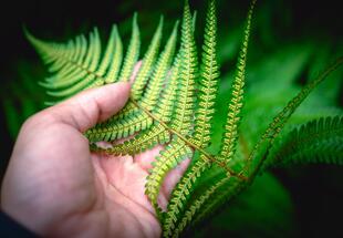 In das Hollersbachtal