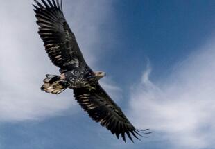 Greifvögel im Hanság