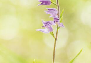 Fotokurs - Orchideen – Juwelen der Pflanzenwelt