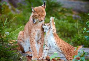 Fotoausstellung "Der Europäische Luchs"