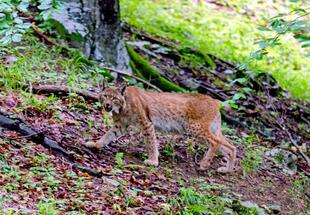 Wolf, Bär und Luchs in der Wildnis