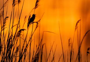 Wenn es Abend wird im Nationalpark