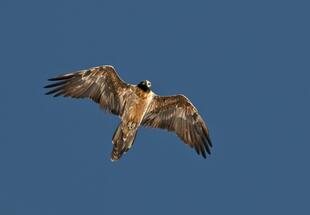 Vorsaison - Könige der Lüfte