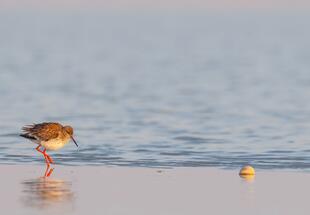Österreichs frühester Frühling