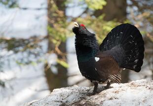 Auerhühner im Nationalpark Gesäuse