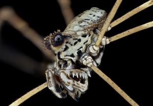 Faszinierende Welten - Portraits der Insektenwelt