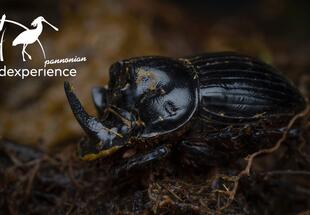 Dungkäfer - Artenvielfalt im Dung entdecken