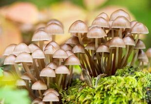 Von Stachelbart und Judasohr