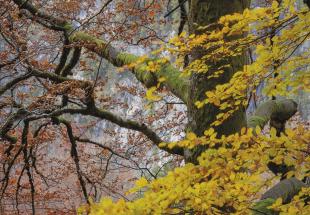 Waldlandschaften gekonnt inszenieren 26.- 27.10.