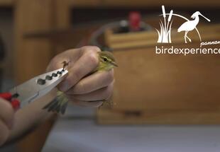 Vogelberingung im Nationalpark