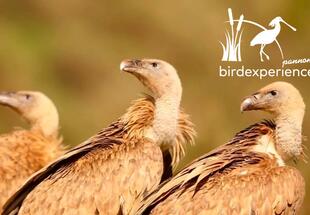 Dehesa, Pseudosteppe und Hochgebirge - Spaniens Naturlandschaften und ihre Vogelwelt