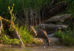 Schwarzstorch im Morgengrauen
