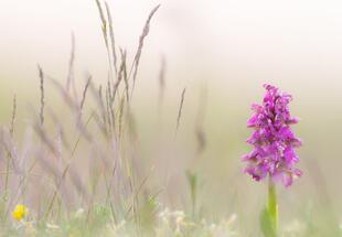 Bunte Frühlingsboten auf den Wiesen