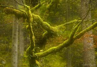 "Wilde Wälder" - Fotowanderung im Frühling I