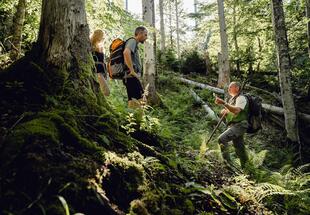 Eintauchen in urige Wälder