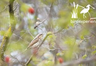 Akustische Vielfalt am Geiselsteller