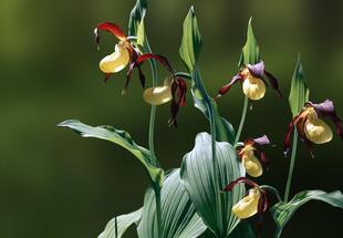 Orchideenspaziergang 2
