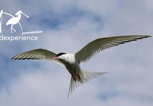 Flugkünstler in Not – Fluss- und Küstenseeschwalben zwischen Wattenmeer und dem Burgenland