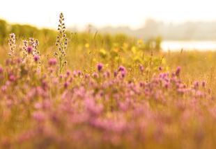 Blütenmeer im Seewinkel