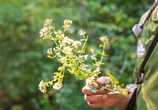 Jubiläums-Kräuterfest
