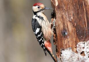 Vogelparadies Buchenwald