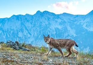 Dem Luchs auf der Spur