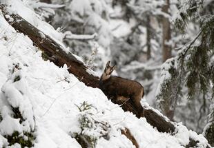 Gams Exklusiv Tour zur Tierfotografie