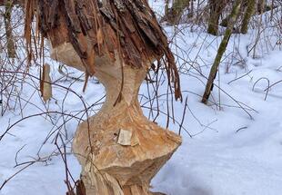 Wo wohnt der Nationalpark-Biber?