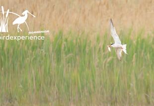 Die Flussseeschwalbe – Brutvogel dynamischer Feuchtgebiete - AUSGEBUCHT