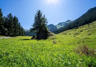 In das Weichselbachtal
