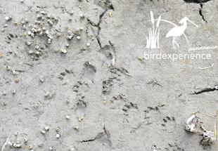 Tierspuren und Gewölle