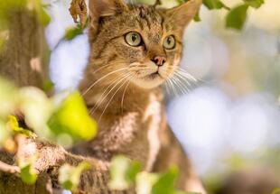 Wildkatzen-Nachtwanderung