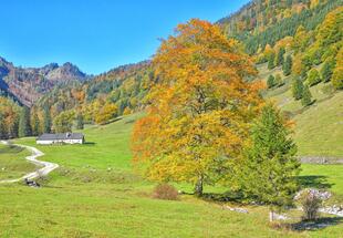 Historische Alm- und Forstwirtschaft