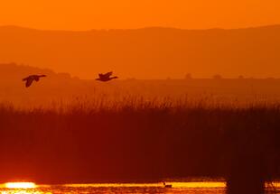 Gefiederte Wintergäste