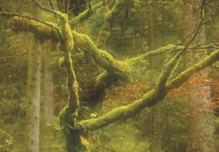 Fotokurs - Wilde Wälder - mit Matthias Schickhofer - Sommer