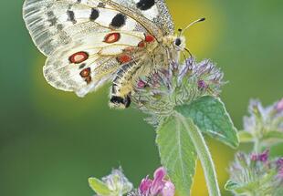 Naturfotografie „vor der Haustüre“
