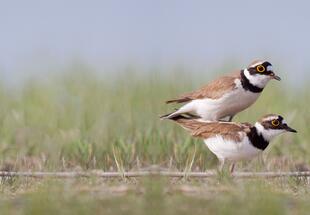Vögel im Nationalpark