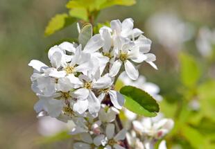 Die Welt der Bäume und Sträucher