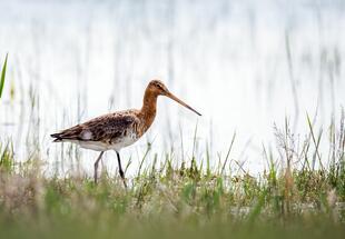 Grenzenlos: Der Naturraum Neusiedler See - E-Biketour