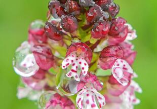 Heimische Orchideen