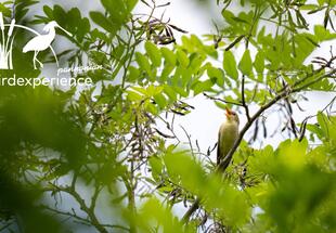 Konzert am frühen Morgen - Erwachen im Schilf
