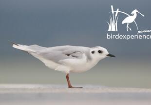Bestimmung von "schwierigen" Arten - AUSGEBUCHT
