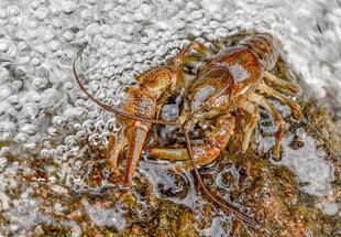 Leben unter Wasser - Forschungstour
