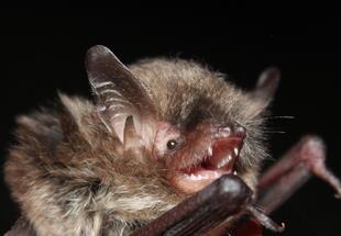Abendlicher Fledermaus-Spaziergang