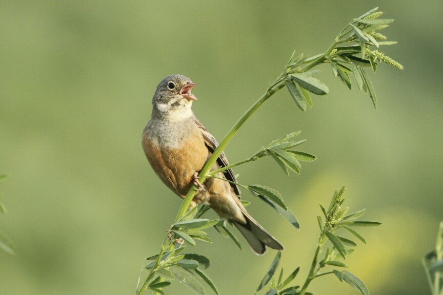 Zehn gefährdete und seltene Vogelarten (c) Michael Dvorak
